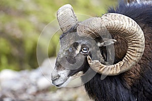 the  thoughtful mouflon photo