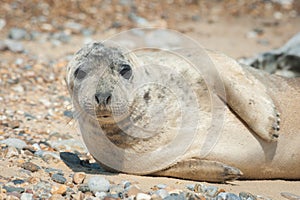 thoughtful seal pup close-up