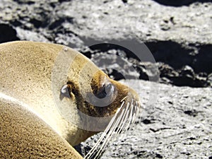 Thoughtful Sealion