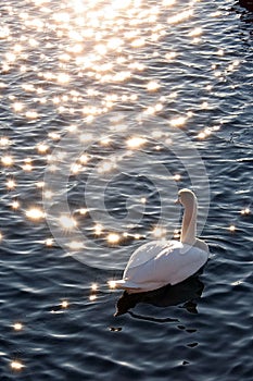 Nachdenklich Schwan 