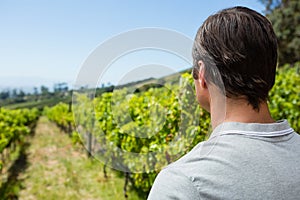 Thoughtful vintner standing in vineyard