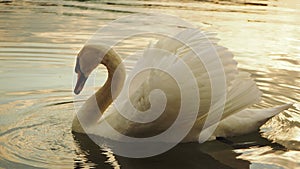 Promyšlená bílá labuť v jezeře.