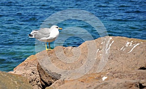 Thoughtfull Seagull Observing the Sea