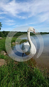 Thoughtfully swan