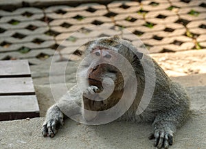 In thoughts of the meaning of life in Bali monkey forest