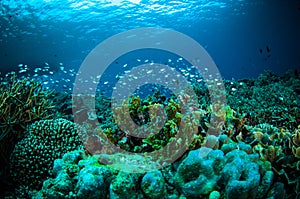 Thousand fish bunaken sulawesi indonesia underwater photo