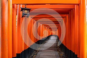 Thousand of red  torii gates along walkway in fushimi inari taisha temple is Important Shinto shrine and located in kyoto japan.
