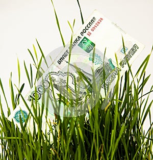 Thousand rubles a green grass growing income white background