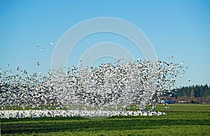 Thousand sof White Trumpeter Swan flock in winter