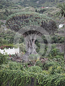 Thousand-year-old dragon tree