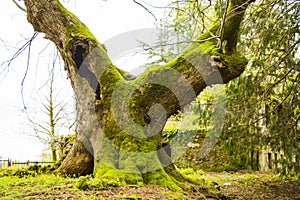 Thousand year old Linden tree