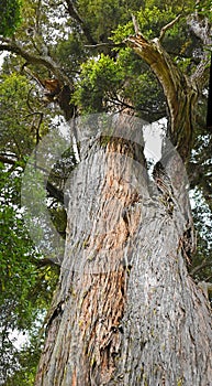 Thousand Year Old Mills Totara Tree at Peel Forest NZ