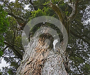 Thousand Year Old Mills Totara Tree at Peel Forest, NZ