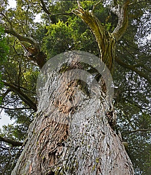 Thousand Year Old Mills Totara Tree at Peel Forest, NZ