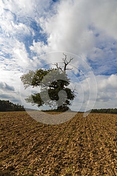 Thousand year old oak in between a field