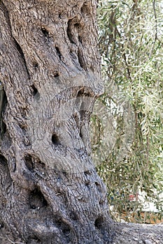 Old olive tree