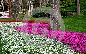 Bright pink and red tulips with snow-white chamomiles in the foreground in Istanbul, Turkey