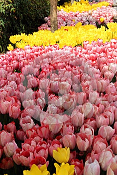 Thousands of bright pink and yellow tulips close-up at Goztepe Park in Istanbul, Turkey photo