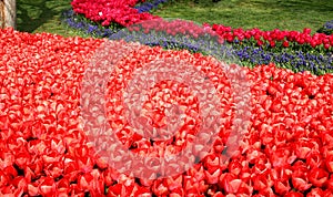 Thousands of bright red and pink tulips close-up at Goztepe Park in Istanbul, Turkey photo