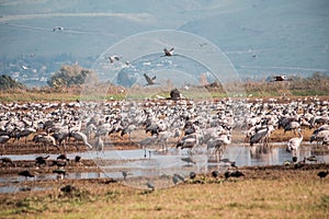 Thousands of cranes feeding