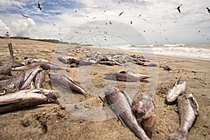 Thousands of dead fish washed up on beach