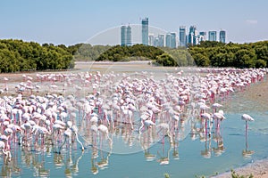 Thousands of Greater Flamingos Phoenicopterus roseus at Ras Al Khor Wildlife Sanctuary in Dubai