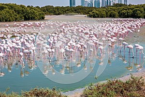 Thousands of Greater Flamingos Phoenicopterus roseus at Ras Al Khor Wildlife Sanctuary in Dubai