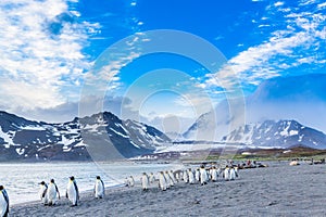 Thousands of King Penguins march for cover of the oncoming katabatic winds photo