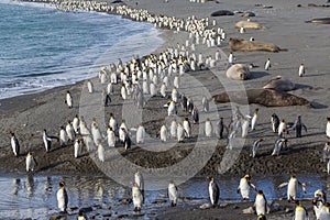 Thousands of King Penguins march to safety