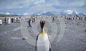 Thousands of king penguins reside on Salisbury Plain