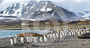 Thousands of King Penguins run from Kabaltic winds in St. Andrews Bay, South Georgia photo