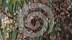 Thousands of Monarch butterflies gather on an Eucalyptus tree