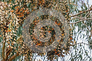 Thousands of Monarch butterflies gather on an Eucalyptus tree, Pismo Beach Grove, California