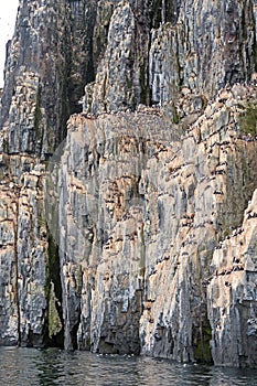 Thousands of Nesting Brunnichs Guillemots on a Ocean Cliff