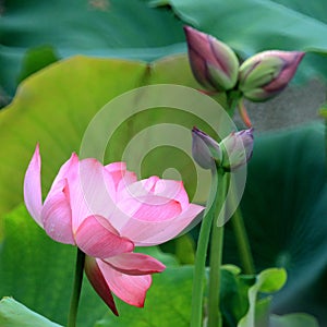 Thousands of petal lotus cncondom is a rare variety of lotus