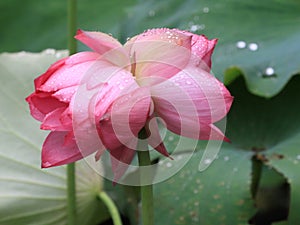 Thousands of petal lotus cncondom is a rare variety of lotus