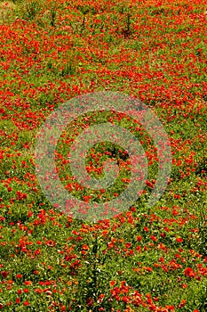 Thousands of poppies photo