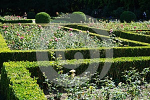 Thousands of roses in flower beds framed by trimmed hedges of buxus bushes are in the rose garden of the Volkspark Humboldthain