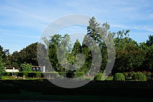 Thousands of roses in flower beds framed by trimmed hedges of buxus bushes are in the rose garden of the Volkspark Humboldthain