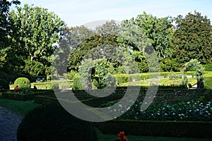 Thousands of roses in flower beds framed by trimmed hedges of buxus bushes are in the rose garden of the Volkspark Humboldthain