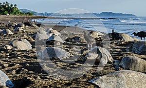 Thousands of sea turtles lay eggs during the day - Arribada in Ostional