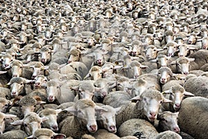 Thousands of sheep photo