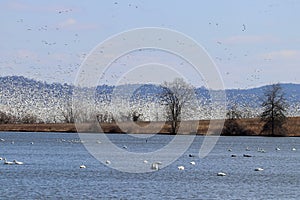 Thousands of Snow geese
