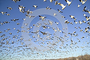 Thousands of snow geese fly against blue sky over the Bosque del Apache National Wildlife Refuge, near San Antonio and Socorro, Ne