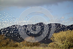 Thousands of snow geese fly over the Bosque del Apache National Wildlife Refuge, near San Antonio and Socorro, New Mexico