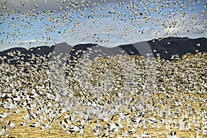 Thousands of snow geese fly over cornfield at the Bosque del Apache National Wildlife Refuge, near San Antonio and Socorro, New Me photo