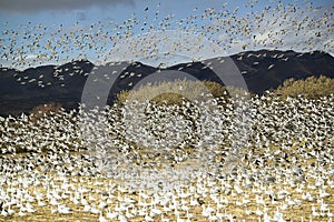 Thousands of snow geese fly over cornfield at the Bosque del Apache National Wildlife Refuge, near San Antonio and Socorro, New Me