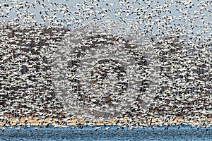 Thousands of Snow Geese fly together during winter migration