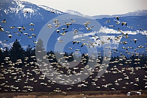 Thousands of Snow Geese Flying Against Mountain photo