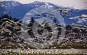 Thousands of Snow Geese Flying Directly At You